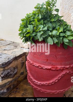 Vertical shot of a green ornamental plant growing inside a traditional red painted clay pot, placed outdoors next to a stone staircase. Stock Photo