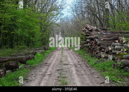 A quiet dirt road cuts through a green forest with large stacked logs on the roadside, evoking rustic logging activity, solitude and peaceful springti Stock Photo