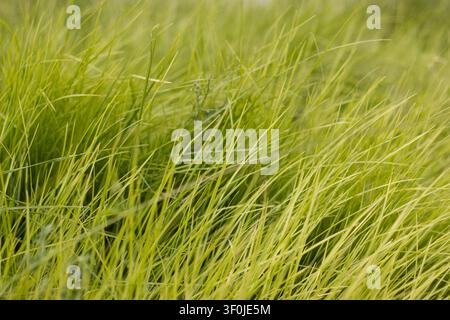 Close-up photo of tall green grass with softly blurred background and natural summer light Stock Photo