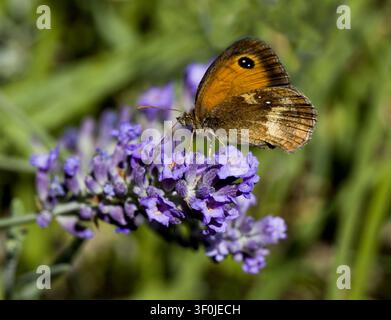 Gatekeeper Butterfly on Lavender Bush Stock Photo