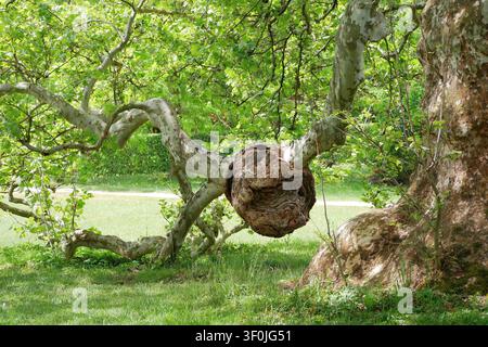 Large Burl Growth on a Plane Tree Trunk in a Public Park Stock Photo