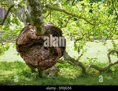 Large Burl Growth on a Plane Tree Trunk in a Public Park Stock Photo