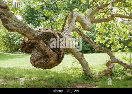 Large Burl Growth on a Plane Tree Trunk in a Public Park Stock Photo