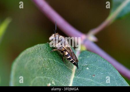 Sharp tail bee, a kleptoparasitic or cuckoo insect. Resting on leaves near to a bee hotel, looking for egg laying opportunity Stock Photo