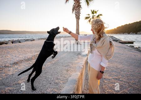 Woman on a seaside promenade plays with a black Labrador retriever jumping for a treat. Warm sunset light, palm trees, calm water, and joyful companio Stock Photo