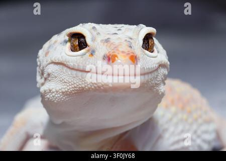 Macro closeup portrait of an albino leopard gecko with textured scales and golden eyes, isolated with soft bokeh background, reptile detail. Stock Photo