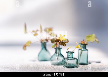 Delicate yellow woodsorrel and common yellow oxalis stems arranged in small blue glass vase, lit by gentle daylight with soft shadows on a bright mini Stock Photo