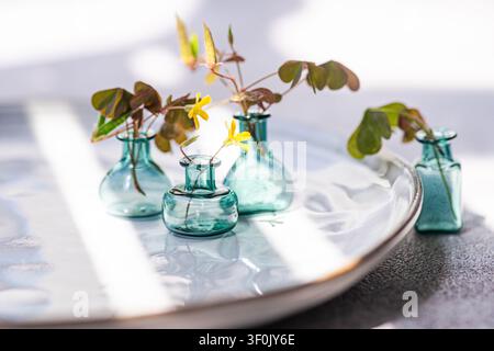 Common yellow oxalis and woodsorrel stems in small blue glass vase on a glossy tray, lit by sunlight with gentle window shadows for a calm botanical s Stock Photo