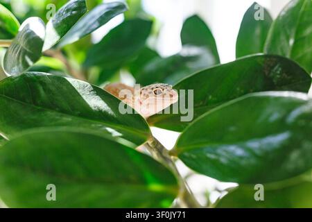 Close-up of a leopard gecko lizard, Eublepharis, peeking between glossy green leaves in bright natural light, with soft focus foliage. Stock Photo