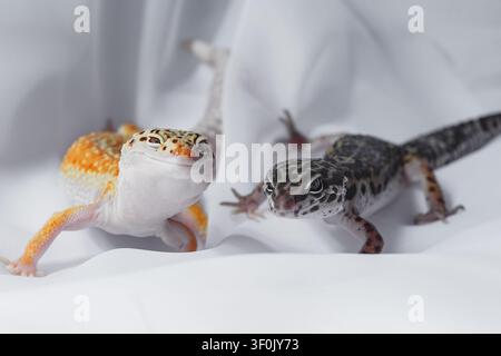 Close-up of two leopard geckos, Eublepharis, on white fabric, one orange and one dark, in soft studio light, showing reptile skin texture and curious Stock Photo