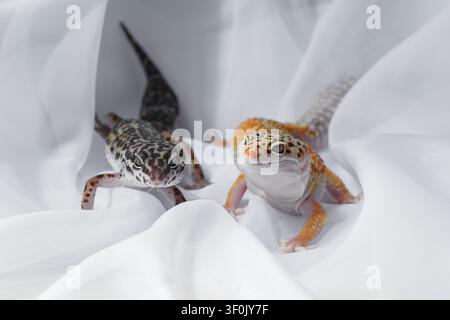 Close up of two Eublepharis leopard gecko lizard resting on soft white fabric, showing spotted skin, bright eyes and calm pose, isolated studio pet re Stock Photo