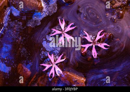 Fine art photo of pink flowers floating on dark swirling water, creating an abstract show of original colour, ripples, and moody texture for creative Stock Photo