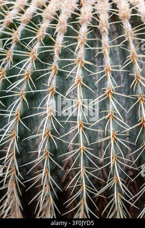 Macro closeup of cactus spines and green ribbed skin, forming a sharp natural texture. Desert plant detail with repeating patterns, minimal background Stock Photo
