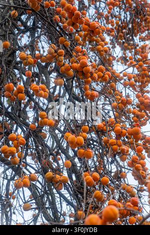 Close-up of ripe orange persimmon fruits clustered on leafless tree branches in late autumn, with tangled twigs and a pale sky background, natural har Stock Photo