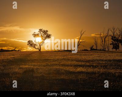View of a golden sunset over a grassy field with silhouetted trees in the rural landscape of Cranbrook, Western Australia, Australia. Stock Photo