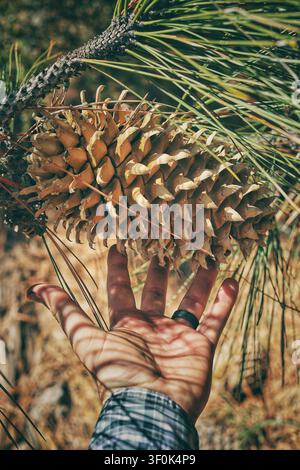 Hand Reaching Toward a Giant Coulter Pinecone on a Tree Branch Stock Photo