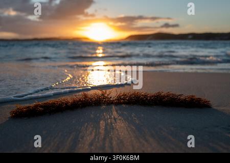 View of Muttonbird Beach at sunset with seaweed on the wet sand and gentle waves rolling onto the shore in Elleker, Western Australia, Australia. Stock Photo