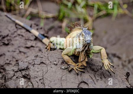 green iguana, Iguana iguana, also known as common iguana or American iguana, sitting on mud, Playa del Coco, Playa Ocotal, Costa Rica, Guanacaste, Pac Stock Photo