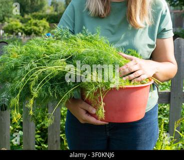 Female adult holding freshly harvested dill in garden. Growing organic vegetables, natural farming Stock Photo
