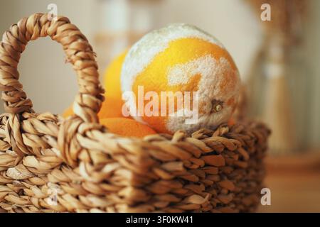 Moldy Oranges in Wicker Basket Close-Up Showing Fruit Decay and Food Spoilage Stock Photo