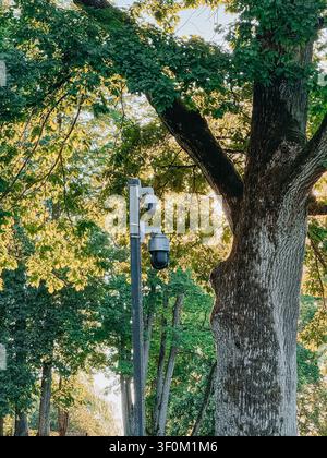Modern surveillance cameras installed on a pole beneath a mature tree canopy in a lush urban park. Concept image representing public safety, smart cit Stock Photo