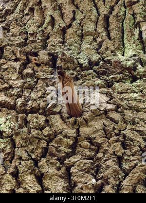 Detailed close view of rugged tree bark covered with moss and lichen, showing deep cracks, rough layers, and broken branch stub, creating natural fore Stock Photo