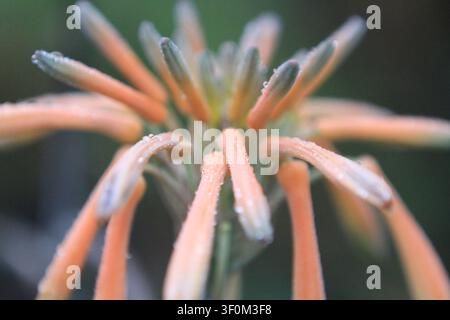 An aloe vera flower head covered in morning dew. Stock Photo