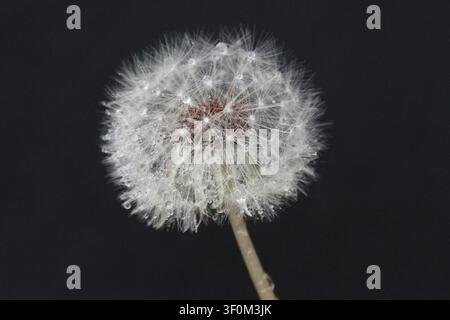 Rain drops glint on the fluffy surface of a dandelion seed head. Stock Photo