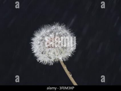 Rain drops glint on the fluffy surface of a dandelion seed head. Stock Photo