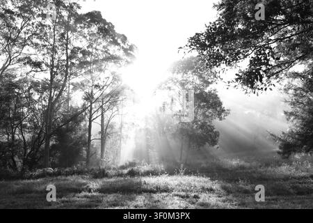 Sunlight breaks through the morning morning mist and streams through the gum trees. Stock Photo