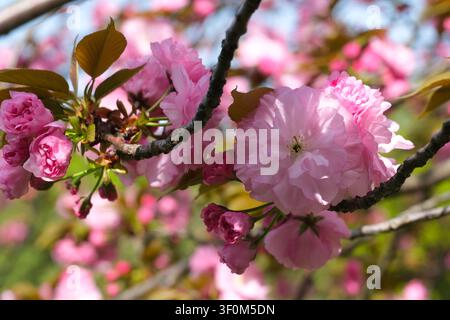 Close view of soft pink cherry blossoms on tree branches in spring sunlight with a blurred garden background Stock Photo