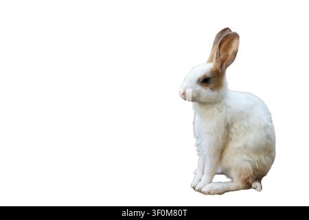 Cute White and Brown Rabbit Sitting Isolated on White Background with Copy Space Stock Photo