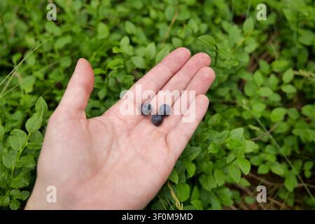 Freshly Picked Wild Berries in Hand Stock Photo
