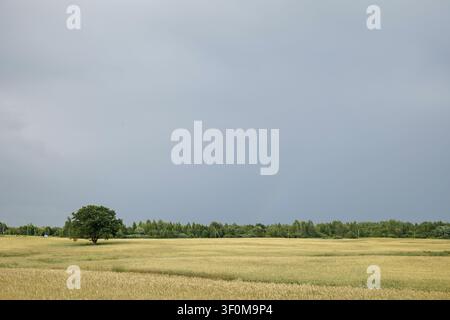 Golden Wheat Field Under Dramatic Stormy Sky Stock Photo