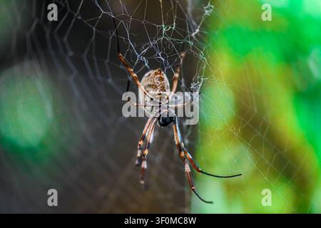 Macro of orb-weaver spider hanging on its web with vibrant green background Stock Photo