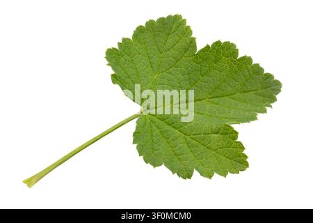 Fresh green currant leaf with stem and veins isolated on white background top view Stock Photo