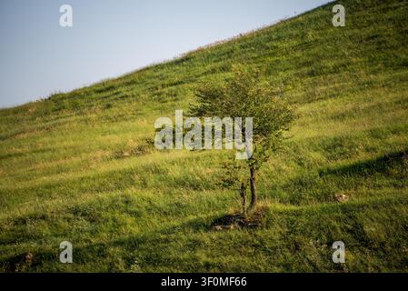 A single deciduous tree stands alone on a vast green grassy hillside. Stock Photo