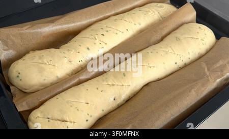 Freshly prepared dough for bread shaped into long loaves resting on parchment paper in a baking tray  Stock Photo
