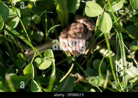 A common toad (Bufo bufo) sits motionless and well-camouflaged among clover leaves and green grass stems. Stock Photo