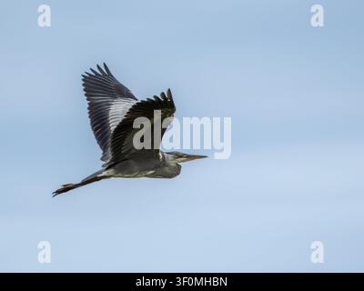 Grey heron (Ardea cinerea) in flight, Bower's Marsh, Essex, England. Wings at downstroke, neck kinked, coastal wetland, summer. Stock Photo