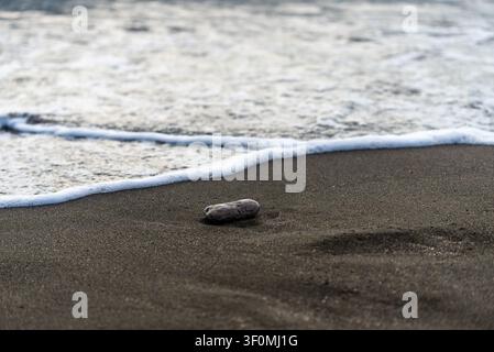 A solitary smooth pebble rests on dark volcanic sand at the waterline of an ocean beach. Stock Photo