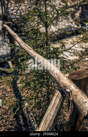 A weathered rustic log fence rail runs diagonally through the frame beside a young spruce sapling in a boreal forest setting. Stock Photo