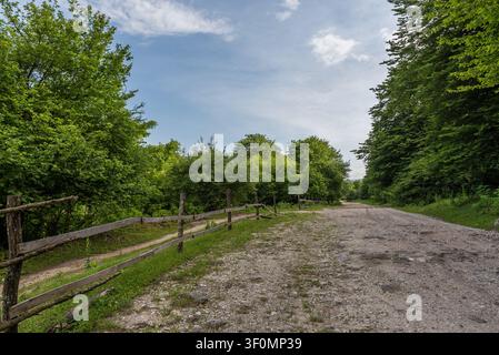 A wide gravel and dirt road cuts through a dense summer deciduous forest. Stock Photo