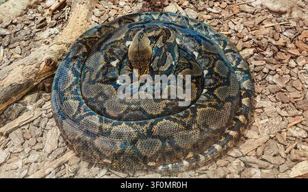 Coiled speckled python resting on the ground. Stock Photo