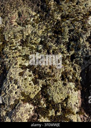Close up of reindeer lichen growing on a rocky surface in natural woodland environment with detailed texture and organic patterns. Stock Photo