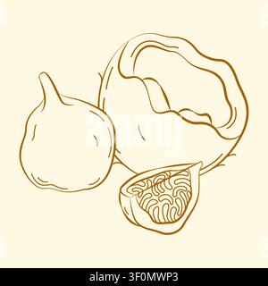 Hand-drawn tropical exotic summer fruits composition, coconut and fig line art for seasonal packaging, menu, summertime deal Stock Vector