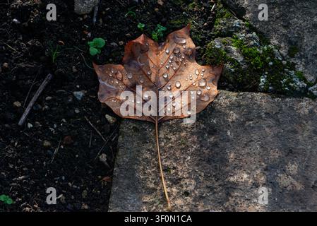 Water droplets on a fallen tulip tree leaf Stock Photo