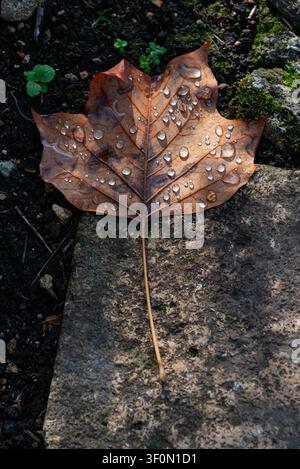 Water droplets on a fallen tulip tree leaf Stock Photo
