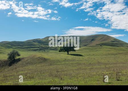 A solitary deciduous tree stands in vivid green highland meadows against a backdrop of broad. Stock Photo