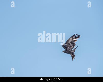 A juvenile bald eagle soars against a clear, cloudless blue sky. Stock Photo